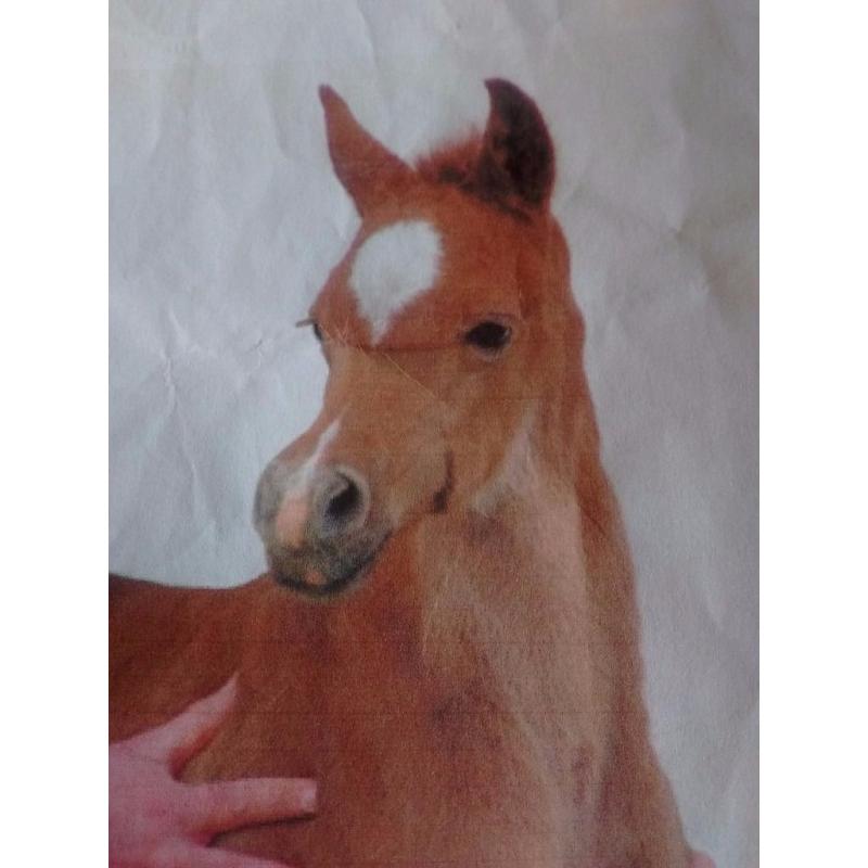 Pure Bred Arabian Gelding Ideal for Showing