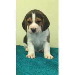 KC Registered beagle pups for sale