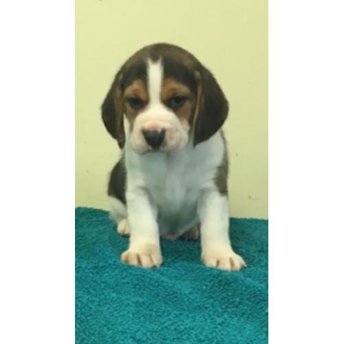 KC Registered beagle pups for sale
