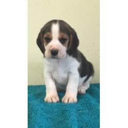 KC Registered beagle pups for sale