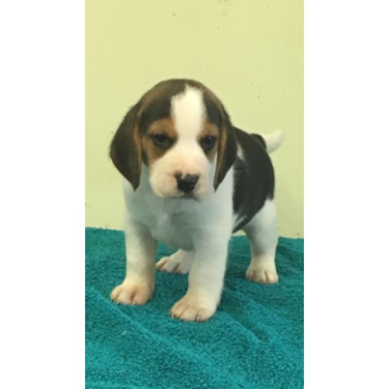 KC Registered beagle pups for sale