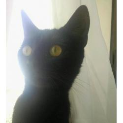Beautiful cats need rehousing