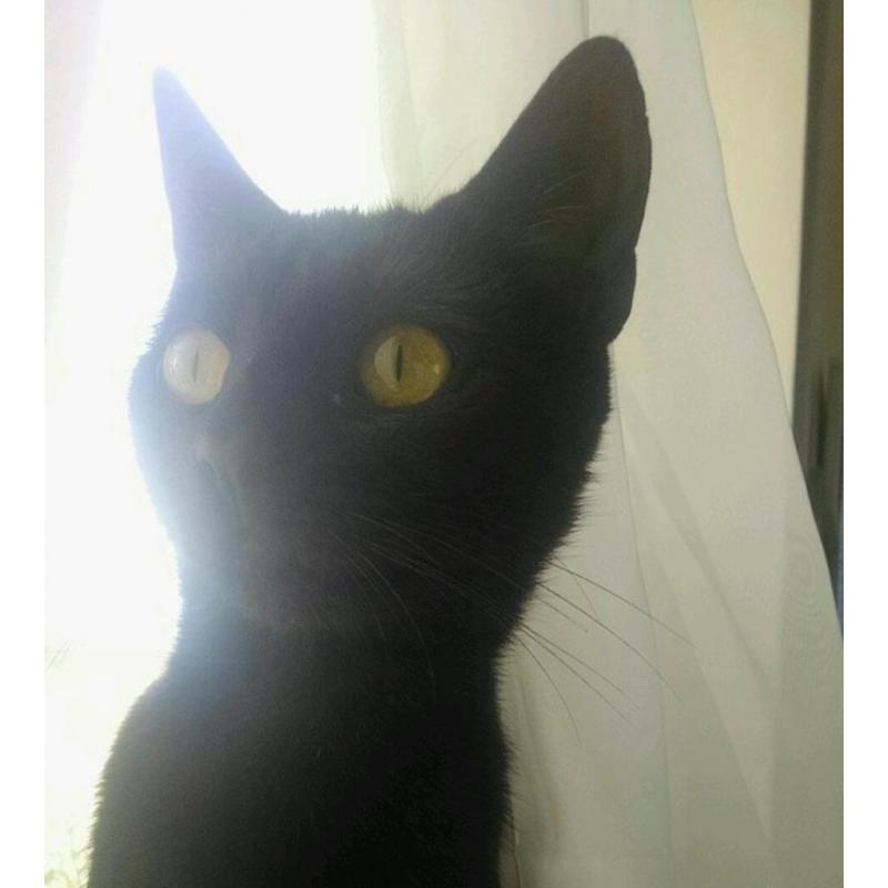 Beautiful cats need rehousing