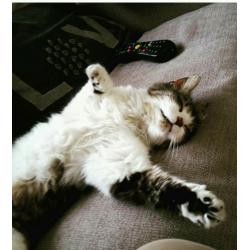 Beautiful cats need rehousing