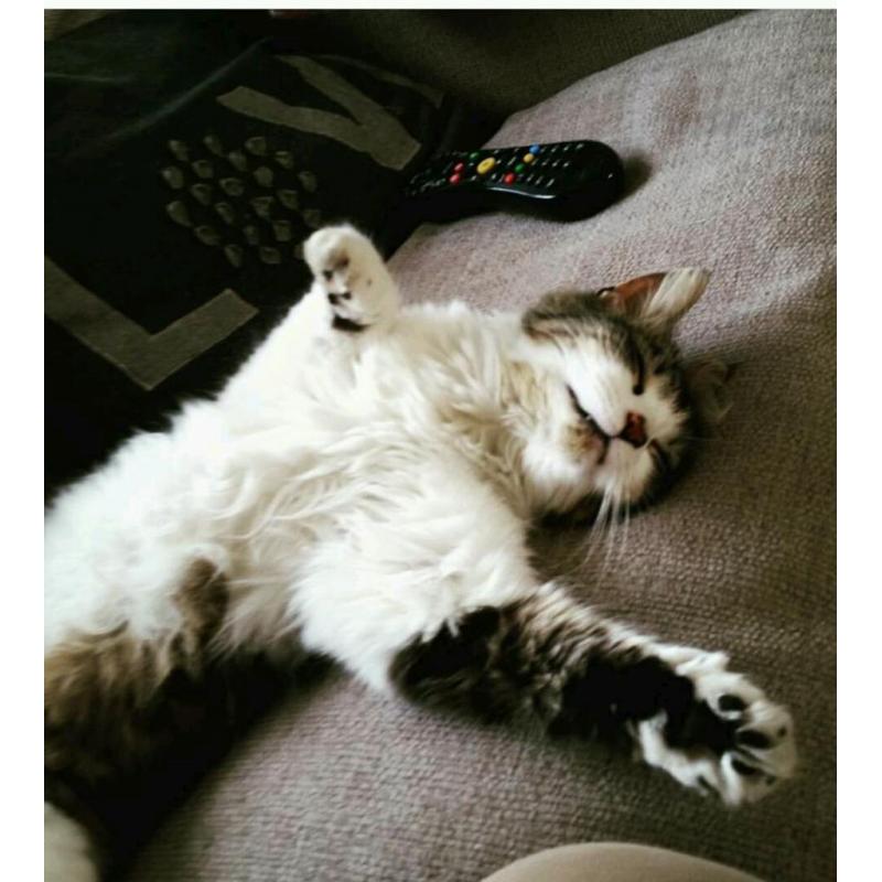 Beautiful cats need rehousing
