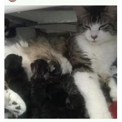 Beautiful cats need rehousing