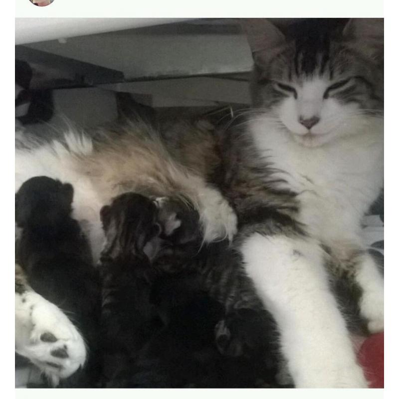 Beautiful cats need rehousing