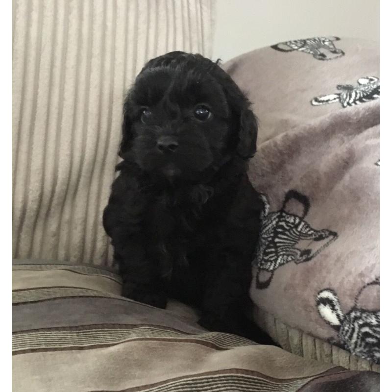 Lhasa Apso X Poodle