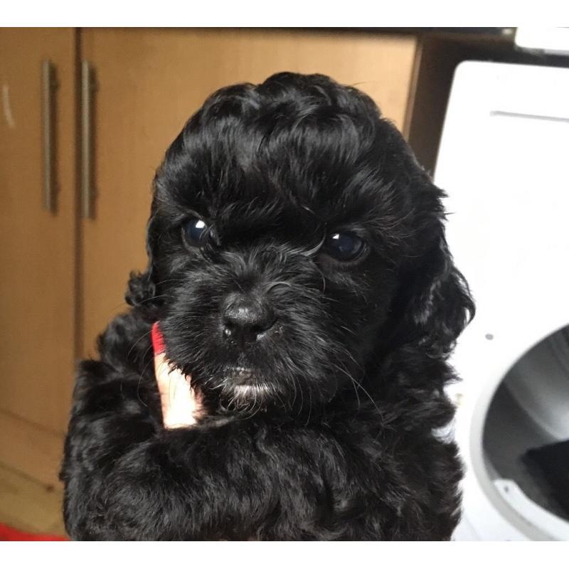 Lhasa Apso X Poodle