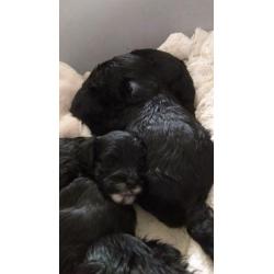 Lhasa Apso X Poodle