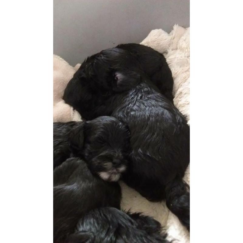 Lhasa Apso X Poodle
