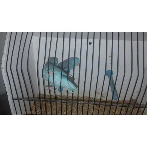 Parollets
