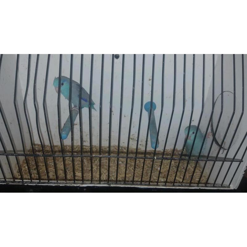 Parollets