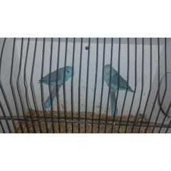 Parollets