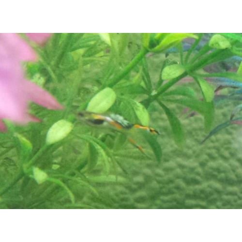 Black bar green endler guppy fish