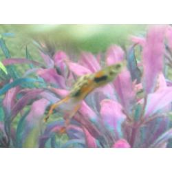 Black bar green endler guppy fish