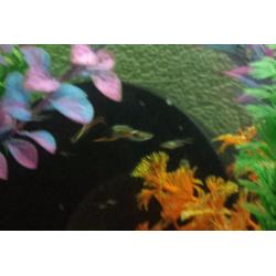 Black bar green endler guppy fish