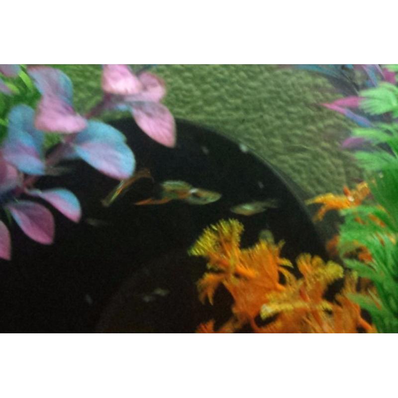 Black bar green endler guppy fish