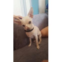Chihuahua 1 male 1 female