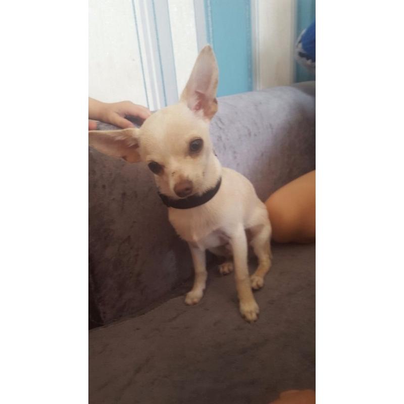 Chihuahua 1 male 1 female