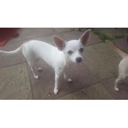 Chihuahua 1 male 1 female