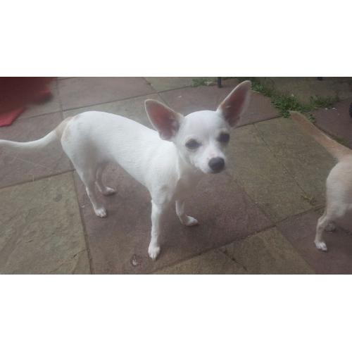 Chihuahua 1 male 1 female