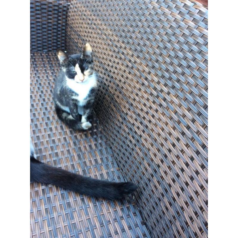 Tortoiseshell Girl Kitten Grays Essex