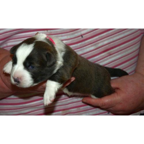 Welsh Corgi Cardigan Puppies