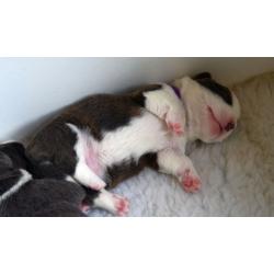 Welsh Corgi Cardigan Puppies