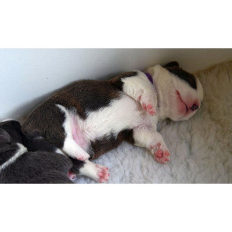 Welsh Corgi Cardigan Puppies