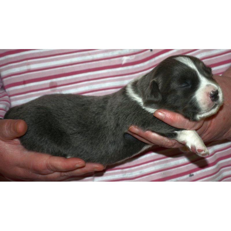 Welsh Corgi Cardigan Puppies