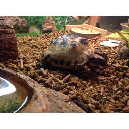 Really friendly tortoise