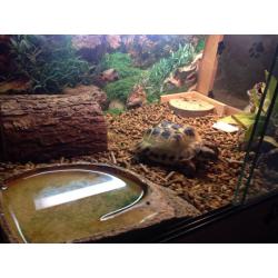 Really friendly tortoise