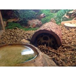 Really friendly tortoise