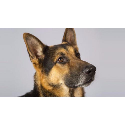 German shepherd male