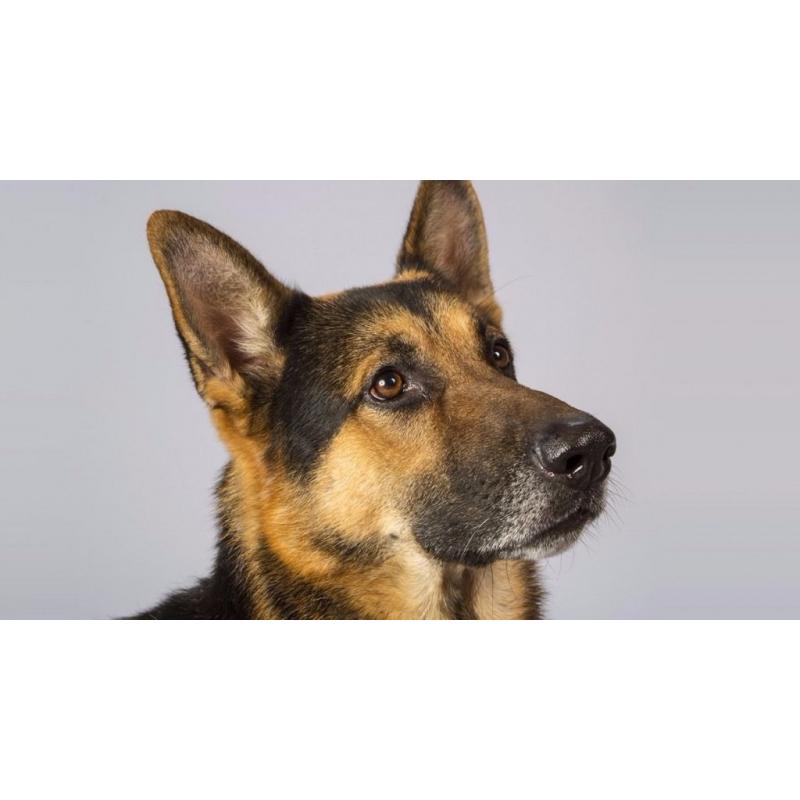 German shepherd male