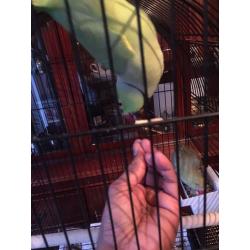 Indian ringneck