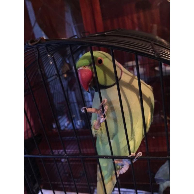 Indian ringneck