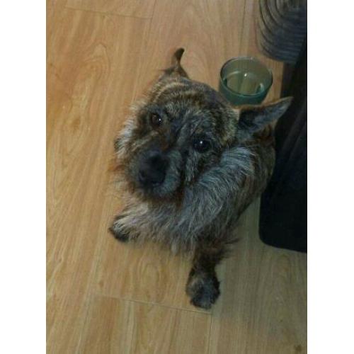 1 year old Cairn terrier + jack Russell