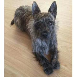 1 year old Cairn terrier + jack Russell