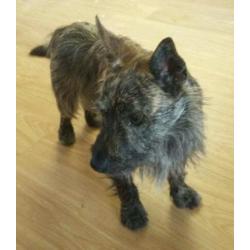 1 year old Cairn terrier + jack Russell