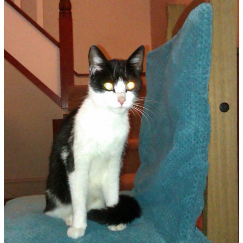 Found: black & white kitten in Lisvane