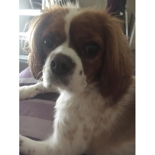 1 year old Blenheim Cavalier
