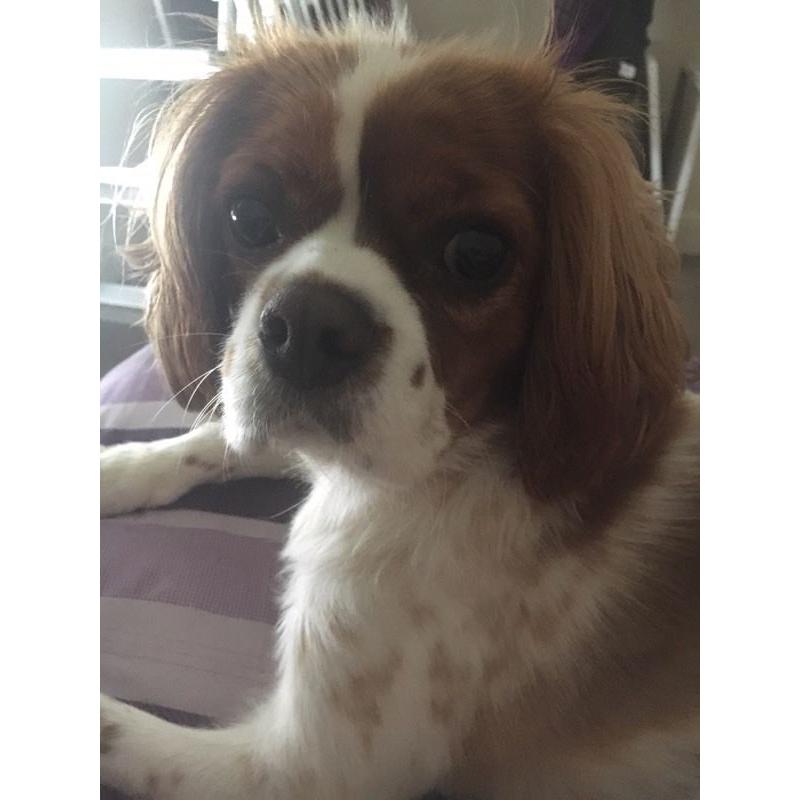 1 year old Blenheim Cavalier