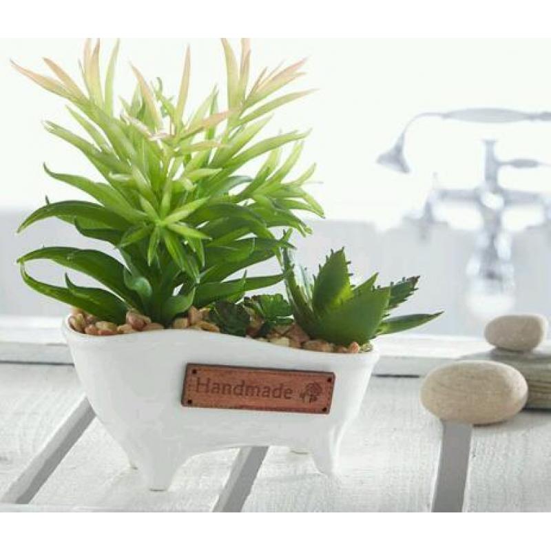 Cacti in a Bathtub
