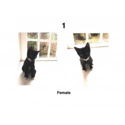 kittens (Black & White) // Ready to go
