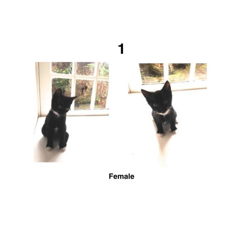 kittens (Black & White) // Ready to go