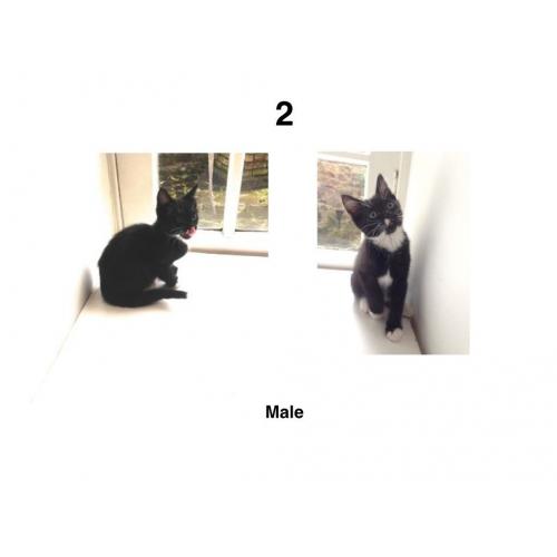 kittens (Black & White) // Ready to go