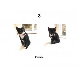 kittens (Black & White) // Ready to go
