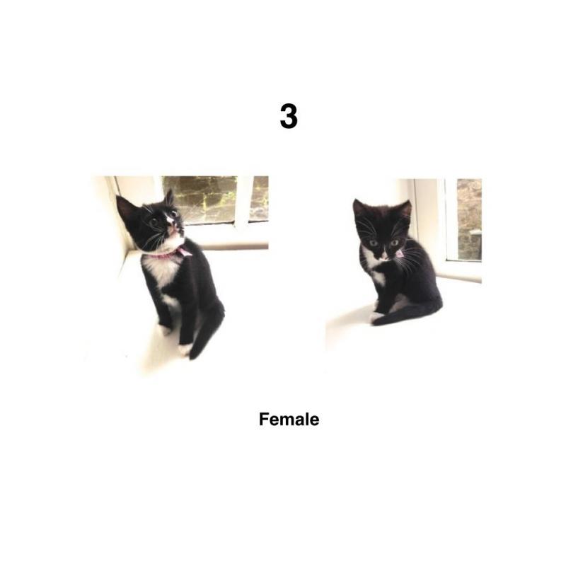 kittens (Black & White) // Ready to go